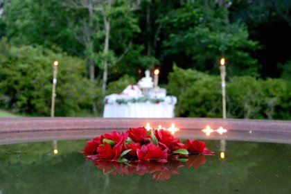 Flowers Floating in a Water Trough